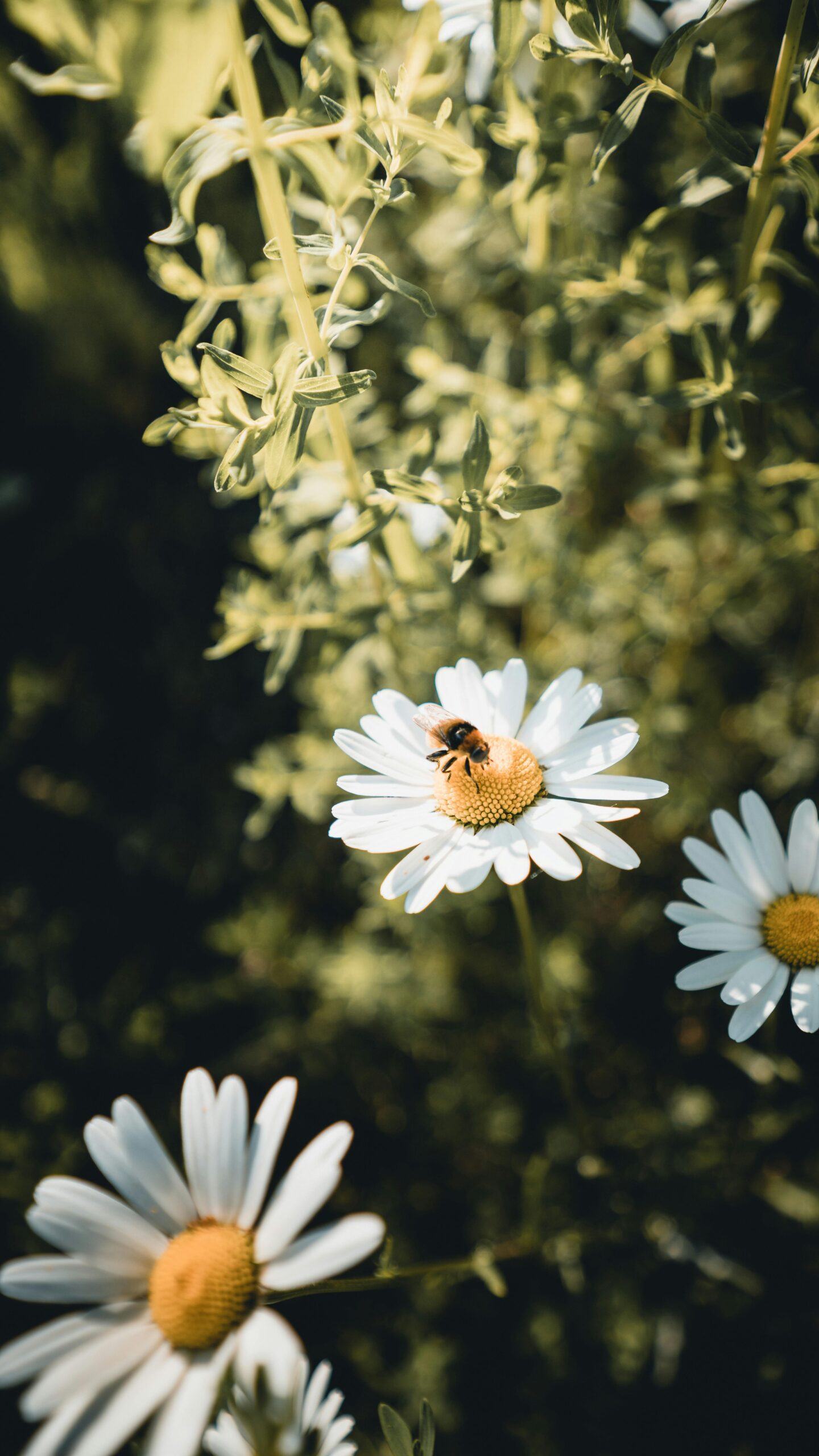 Projects fleurs